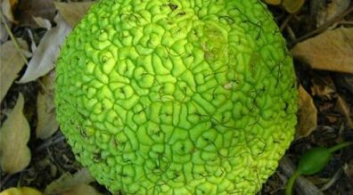 infusion recipes for the treatment of varicose veins